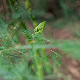 sp-path-02.jpg
